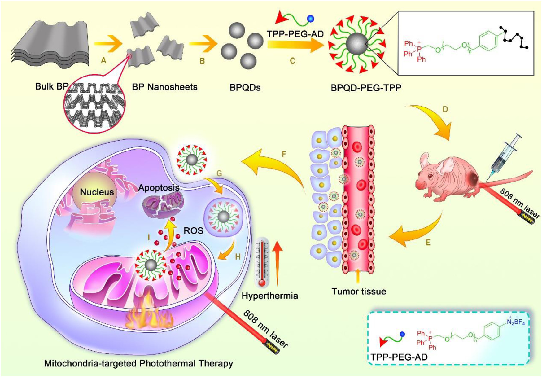 phosphorus quantum dots for targeted photothermal cancer therapy